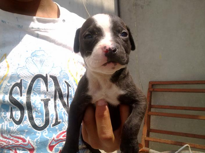 Venta De Cachorros Pitbull Y Pitbull Blue Fawn En Ecatepec De Morelos Telefono Y Mas Info