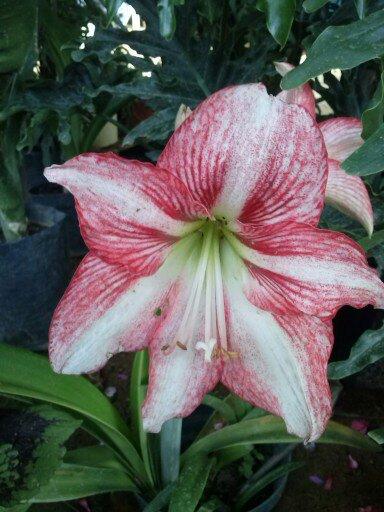 Vivero juquilita en OAXACA DE JUAREZ. Teléfono y más info.