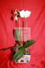 Galanthus Floreria-Arreglos florales