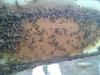 Foto de La colmena-miel de abeja