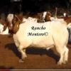 Foto de Rancho Montero-Venta de ganado raza dorper