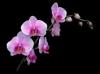 Orquideasdym solo las mejores orquideas-venta de orquideas
