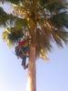 Foto de Oscar mauricio contreras serrano-limpia y poda de palmas