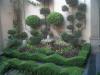 Foto de Jardineria residencial-mantenimiento de jardines plantas