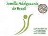 Semilla de brasil adelgazante natural