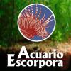 Acuario Escorpora