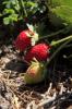 Foto de Strawberry Mex-fresas organicas al mayoreo