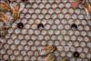 La Familia de la Apicultura - The Beekeeping of Family